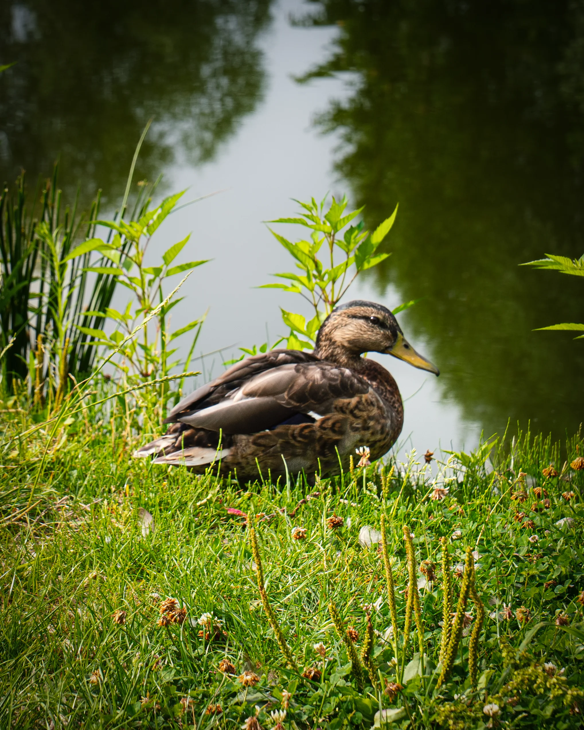 Eine Wildente sitzt im grünen Gras direkt am Ufer des Schnackensees