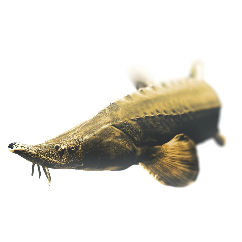Ein imposanter Stör schwimmt